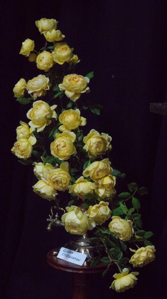 Golden Celebration photo GoldenCelebration_zps3f7d17f1.jpg